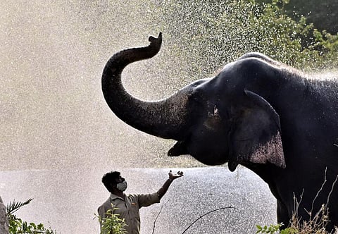 An elephant. (Photo | PTI)