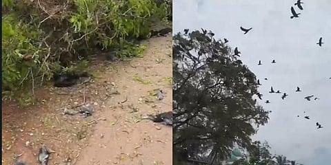 Dozens of birds were literally crushed to death under the branches of the tree.