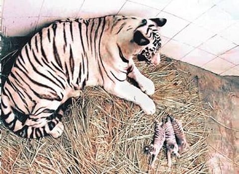 Sita with her cubs at the Delhi Zoo