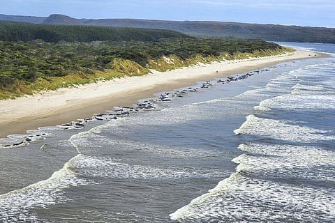 This photo released by Department of Natural Resources and Environment Tasmania, shows whales stranded on Ocean Beach. (Photo | AP)