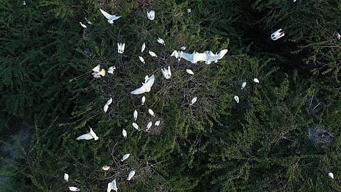 Despite NGT clampdown, TNPCB nod for twin fishing harbours inside Kaliveli estuary