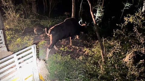 Gaur captured in Namakkal released in Erode