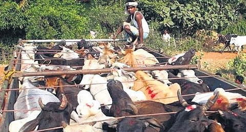 Probe officers’ role in cattle smuggling: BSF court