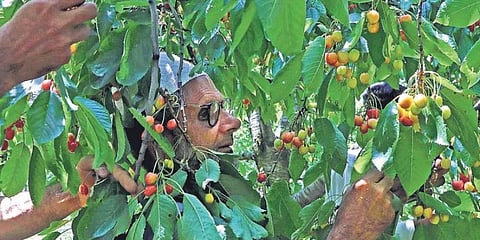 In this representational image, a farmer picks cherries from a tree in Shopian, south Kashmir. (Photo | Zahoor Punjabi, EPS)