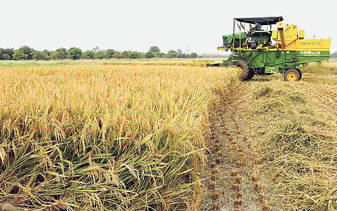 ANGRAU develops 10 new varieties of seeds