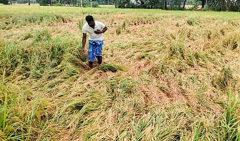A farmer inspects a field in Tiruchy on Monday after the heavy rains that lashed the district on Sunday night | Express