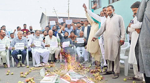 The fruit growers staged a protest in Press Colony in Srinagar to demand smooth passage of fruit trucks on the highway. (Photo | Zahoor Punjabi)