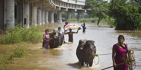 People residing in the floodplains of Yamuna river shift their belongings and livestock after a rise in the water level of the river, in New Delhi. (Photo | PTI)