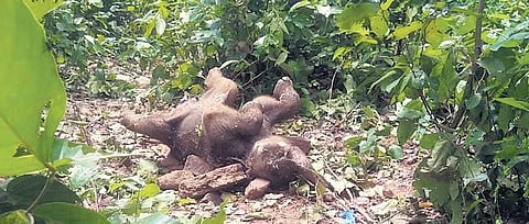 Carcass of the two-month-old elephant calf in Jafri forest | Express