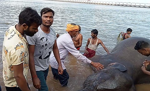The carcass of an adult female elephant was found at Jobra Barrage. (Express)