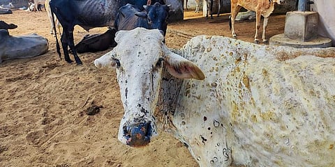 Over 5 lakh cattle have already been vaccinated to contain the spread.