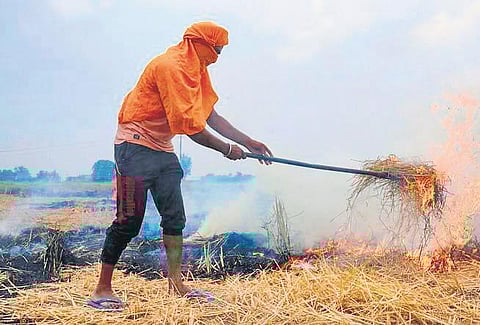 Stubble burning back to haunt Delhi-NCR
