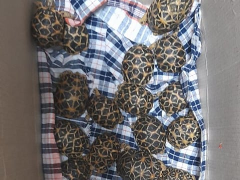 Cigarette cartons and star tortoises seized from check- in bags of flyers at KIA Bengaluru. (Photo | EPS)