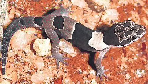 Cyrtodactylus aravindi found in Mupandhal and Thuckalay in Kanyakumari | Express