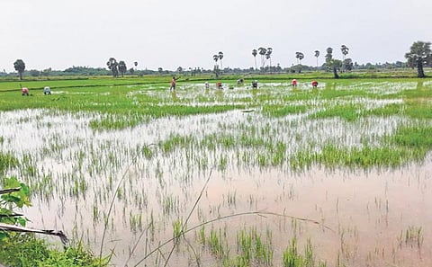 Paddy fields inundated near Buddhamangalam in Nagapattinam district | Express
