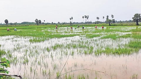 Inundated paddy field