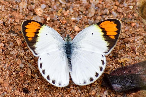 Butterflies swarm Vellalore, 101 species found