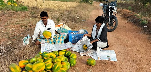Farmer Kunta Anjaiah with papaya harvest at his field in Kondapur village under Kothapalli mandal of Karimnagar district.