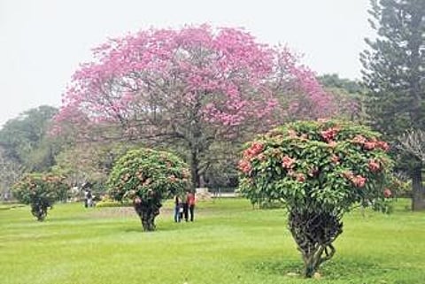 Karnataka: Scan codes to know more about trees in your neighbourhoods