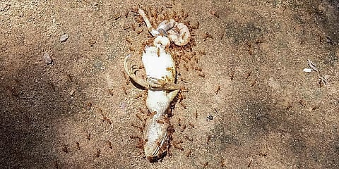 Red ants attack a lizard at Brahmansahi village in Odisha's Puri district. (Photo | PTI)