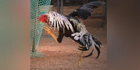 Image for representational purpose only. (Photo | K K Sundar, EPS)