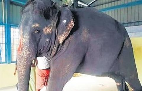 Elephant Jeymalyatha. (Photo | Express)