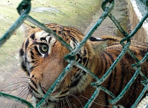 Valparai tiger cub to be tranquilised for minor dental surgery