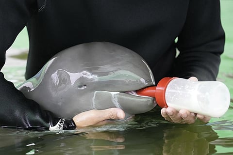 A volunteer feeds a baby dolphin nicknamed Paradon with milk at the Marine and Coastal Resources Research & Development Center in Rayong province in eastern Thailand, Aug. 26, 2022. (Photo | AP)