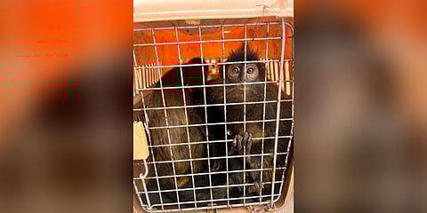 The rescued exotic animals from two SUVs in Assam.