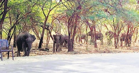 File photo of elephants near a checkpost in STR