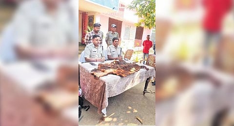 The tiger hide seized I EXPRESS