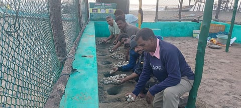 Forest Department staff conserving Olive Ridley Turtle eggs at the Koozhaiyar hatchery In Sirkazhi Range | Express