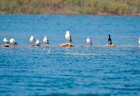 Migratory birds at Hirakud Dam Reservoir | Express