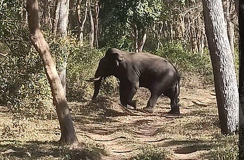 The musth wild elephant roaming inside the Dubare Camp in Kodagu. (Photo | EPS)