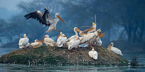 ‘Zoo’ inside Bharatpur national park upsets activists