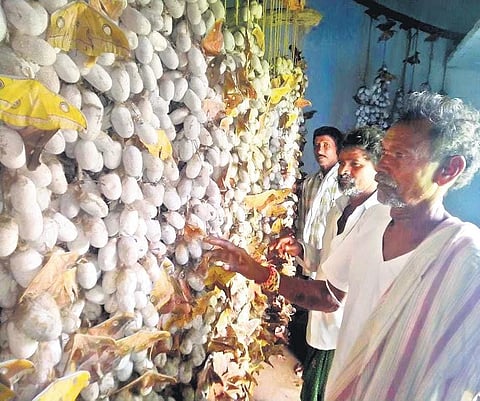 Sericulture is providing a new lease of life to tribal farmers in Telangana