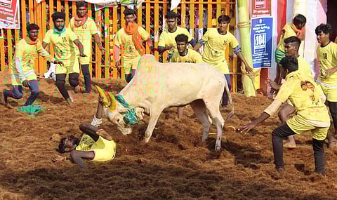 Bull tamers try to tame a bull during Jallikattu at Palamedu near Madurai. (Photo | K K Sundar, EPS)