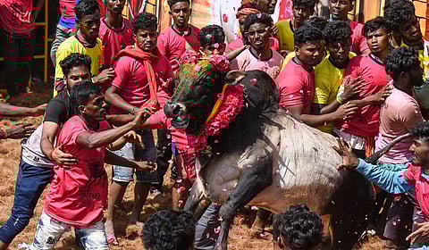 Bull tamers tame the bulls at the Jallikattu event in Suriyur near Tiruchy. (Photo | M K Ashok Kumar, EPS)