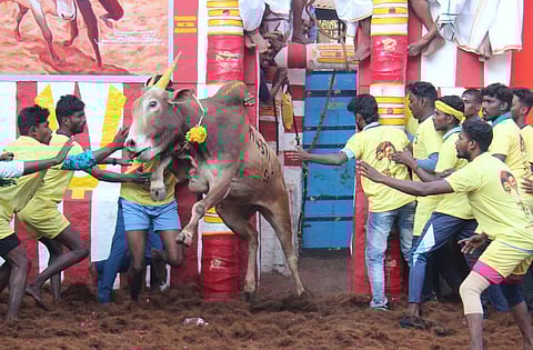 Bull tamers trying to tame the bulls in the Jallikattu which held at Alanganallur near Madurai. (Photo | KK Sundar, EPS)