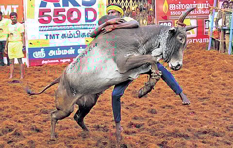 A bull and a tamer in action at Alanganallur jallikattu on Tuesday | k k sundar