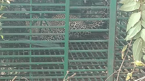 The captured 'man-eater' leopard. (Photo | Special Arrangement)