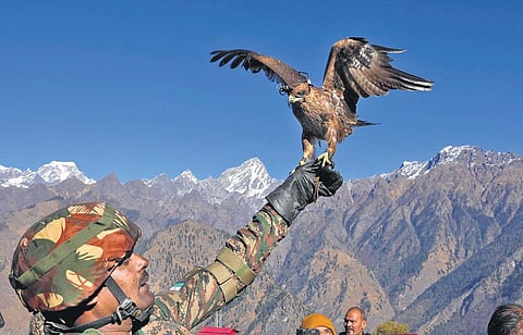 The trained kite, Arjun, takes off to intercept flying drones and bring them down.