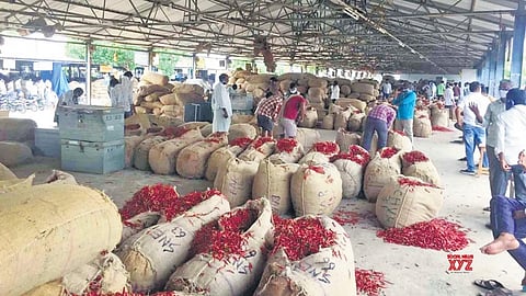 Chilli farmers in Andhra