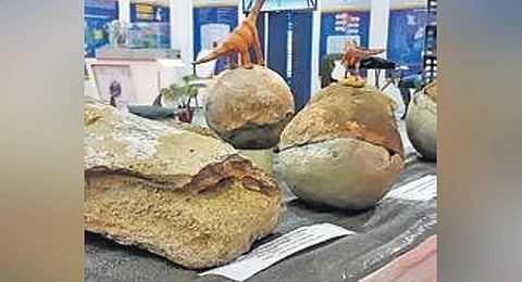 Fossilised femur bone and fossilised eggs of dinosaurs found in Narmada Valley. (Photo | PTI)