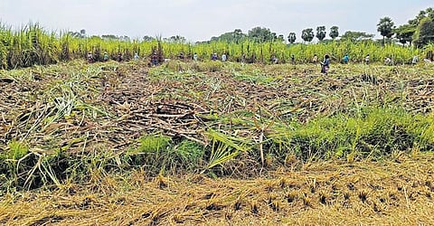 Milling sugarcane fields in Thalaignayiru in Mayiladuthurai district | expres