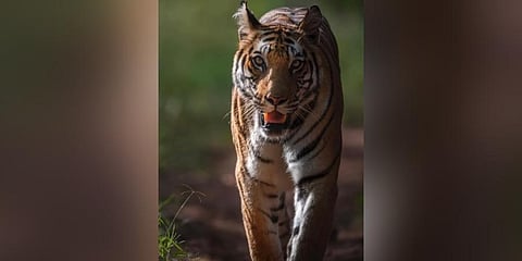 Tiger, tiger burning too bright? Wayanad tales and the debate on culling of the great cats