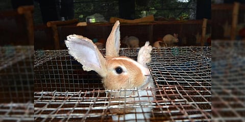 Image used for representational purposes only. (File Photo | D Hemanth, EPS)