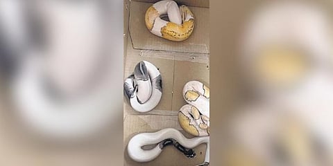  The animals recovered from the passengers | Express 