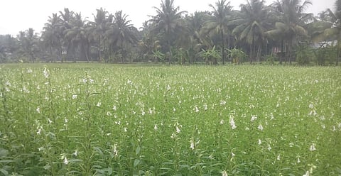 A sesame farm in Onattukara| Express