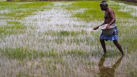 A farmer sowing fertilizer for his crops.